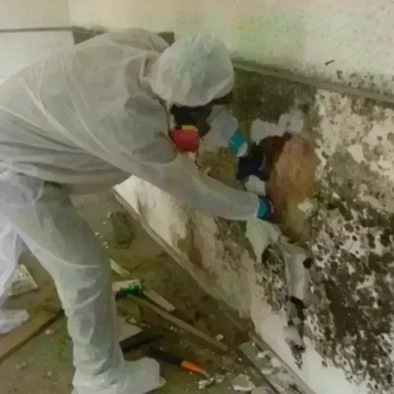 Mold Remediation and Removal in Gonzales, CA